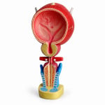 Human Bladder